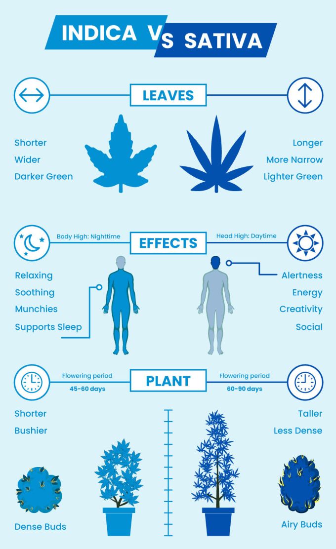 Stiva vs Indica